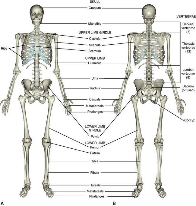 Названия суставов человека. Скелет человека с названием суставов. Строение скелета человека суставы. Скелет с названием суставов. Схема суставов человека.
