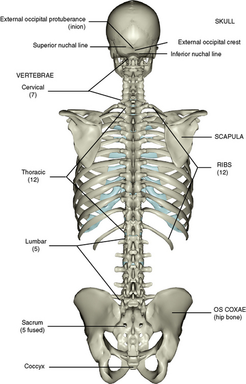 Anatomy Of Ribs In Back Ribs Classification Of Ribs Costal Topography