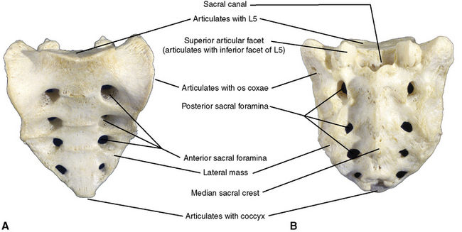 Sacrum - sacral promontory - Pocket Anatomy