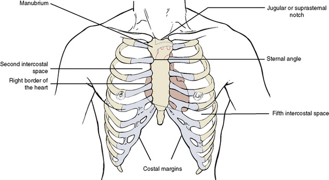 Figure 3 from Relevant surgical anatomy of the chest wall.