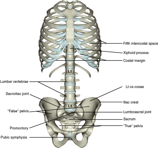 Abdomen And Pelvis Anatomy Abdomen And Pelvis Anatomy