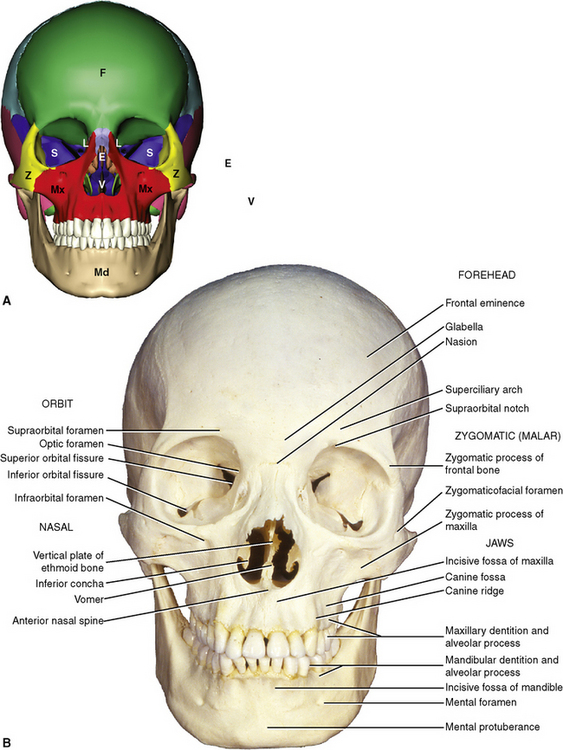 The skull bones anterior view