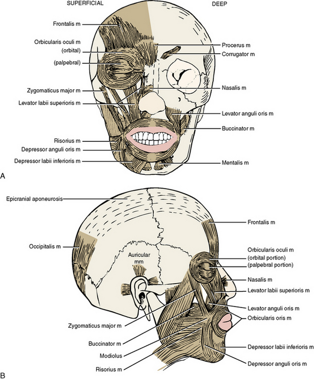 7 The Head By Regions Pocket Dentistry