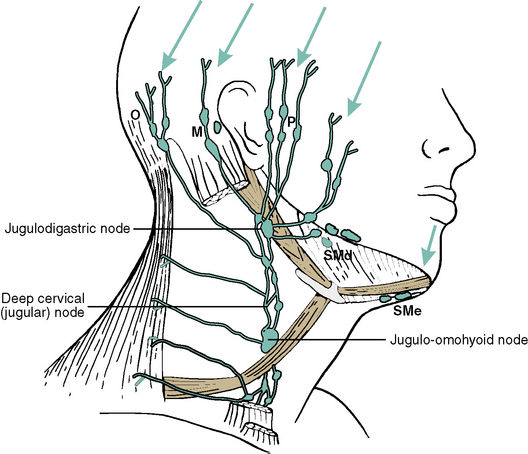 What Drains Into Cervical Lymph Nodes Best Drain Photos Primagemorg