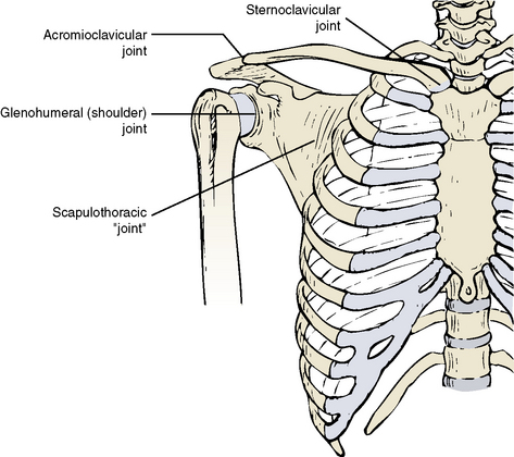 Joints Of The Pectoral Girdle
