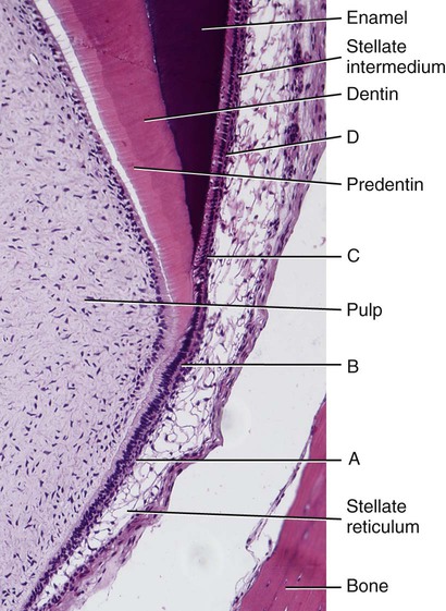 7 Enamel Composition Formation And Structure Pocket Dentistry 7 Enamel Composition Formation And Structure Pocket Dentistry