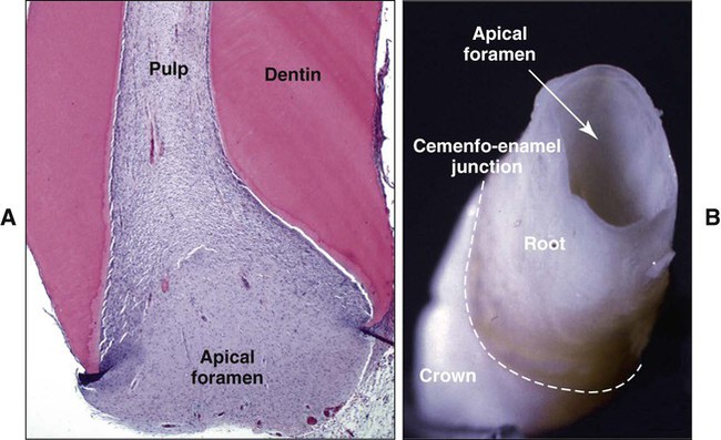 apical foramen histology