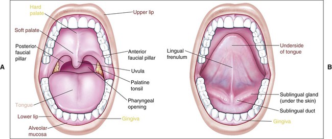 labial mucosa anatomy