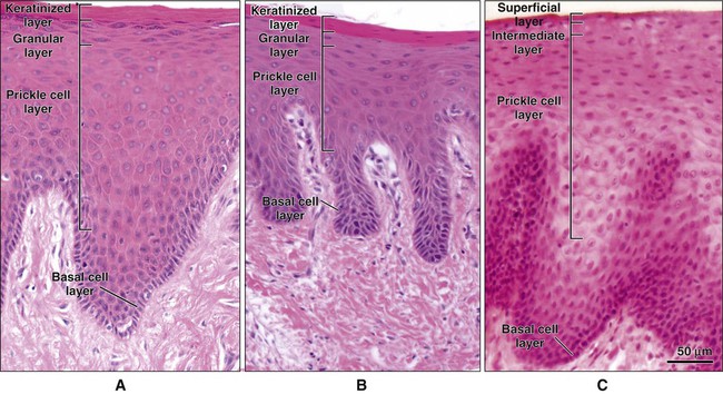 alveolar mucosa histology