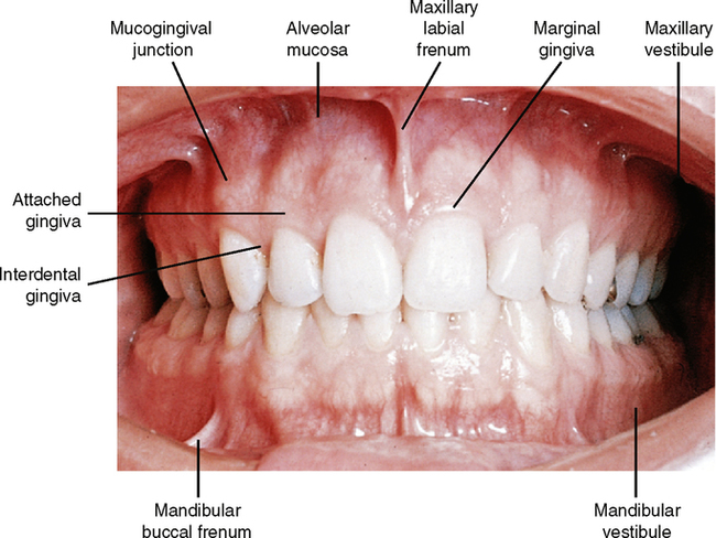 1: Oral Cavity | Pocket Dentistry