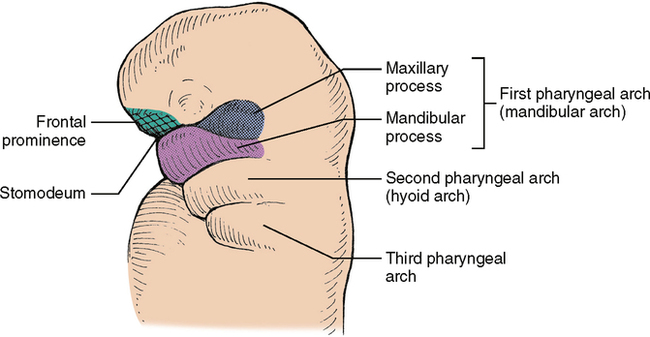maxillary process embryology