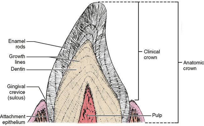 20 Enamel Dentin And Pulp Pocket Dentistry 20 Enamel Dentin And Pulp Pocket Dentistry