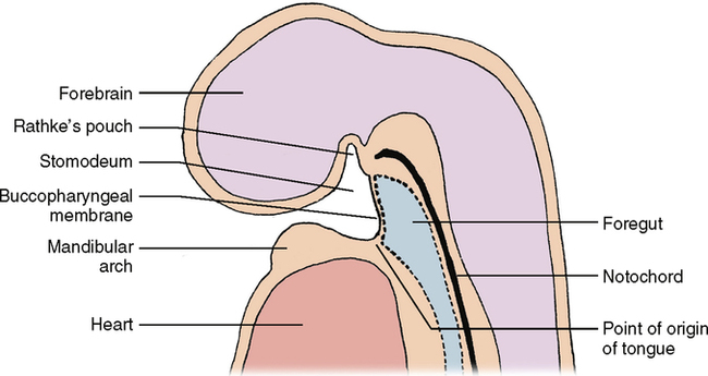 Buccopharyngeal membrane