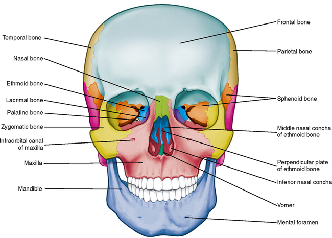 Bones Of The Skull –