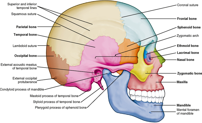 sphenoid bone anterior view