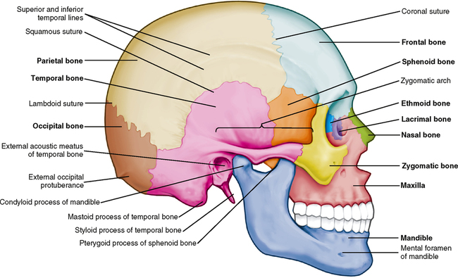 26: Osteology of the Skull | Pocket Dentistry
