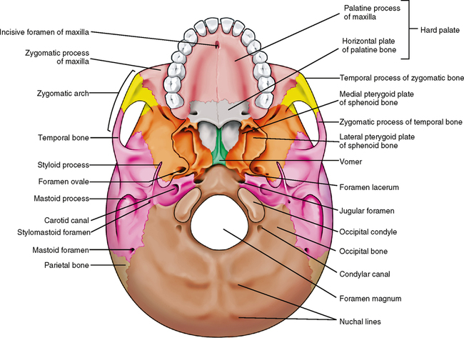 26 Osteology Of The Skull Pocket Dentistry