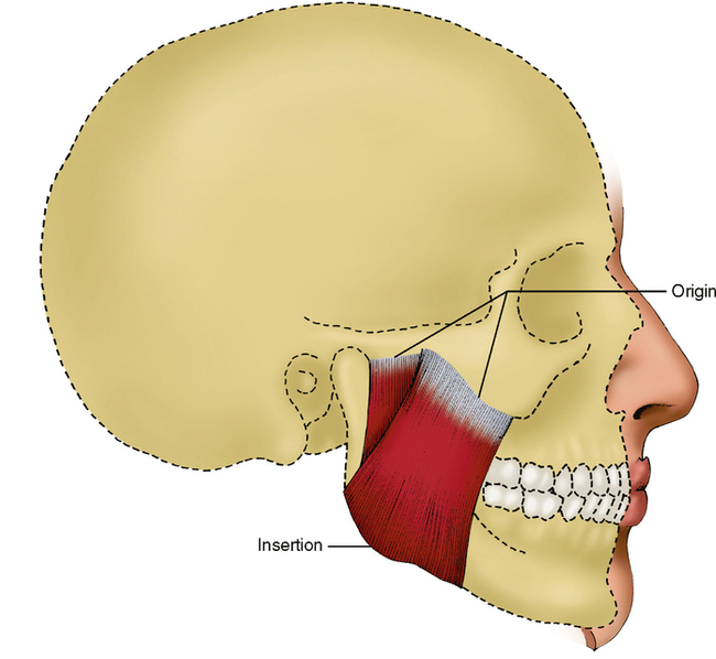 medial pterygoid muscle origin and insertion