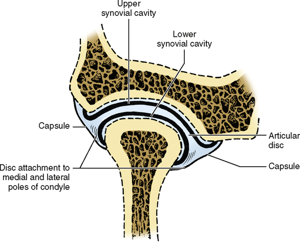 superior synovial cavity