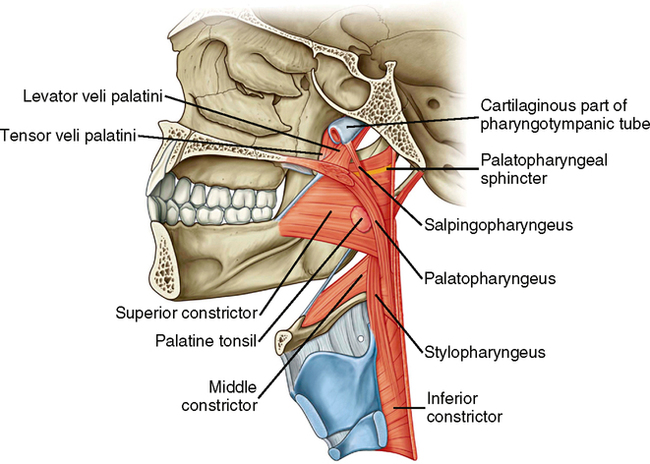 tonsilar artery pharyngeal constrictor