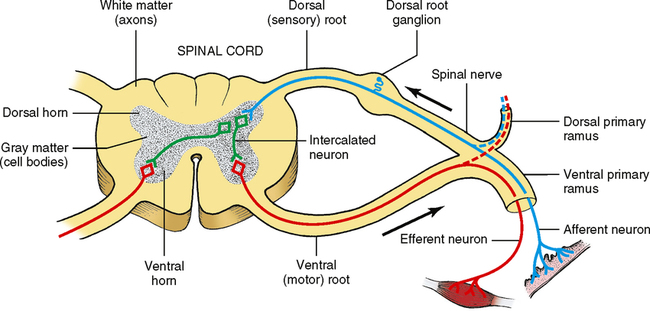 a neuron carrying messages away from the brain or spinal cord