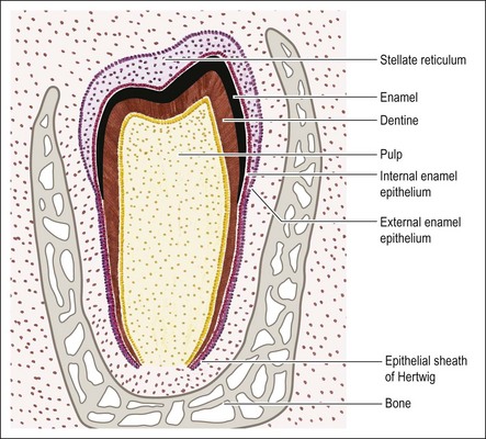 2 Tooth Organogenesis Morphology And Physiology Pocket Dentistry