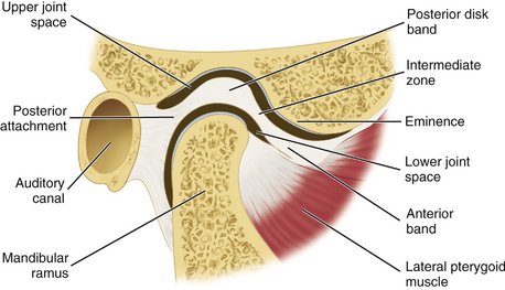 Diagrammatic representation of the normal anatomy of the mandibular