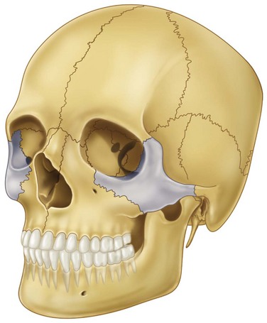 Анатомия скуловой кости. Скуловая кость кость. Скуловая дуга анатомия. Скуловая кость черепа анатомия. Анатомия скуловой кости и дуги.
