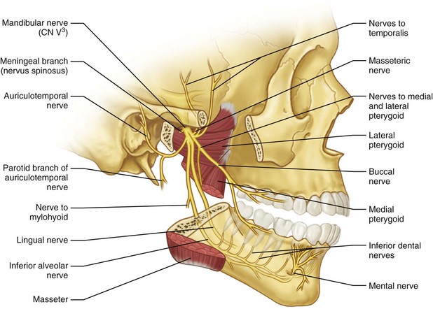 Branches of Mandibular Nerve Diagram