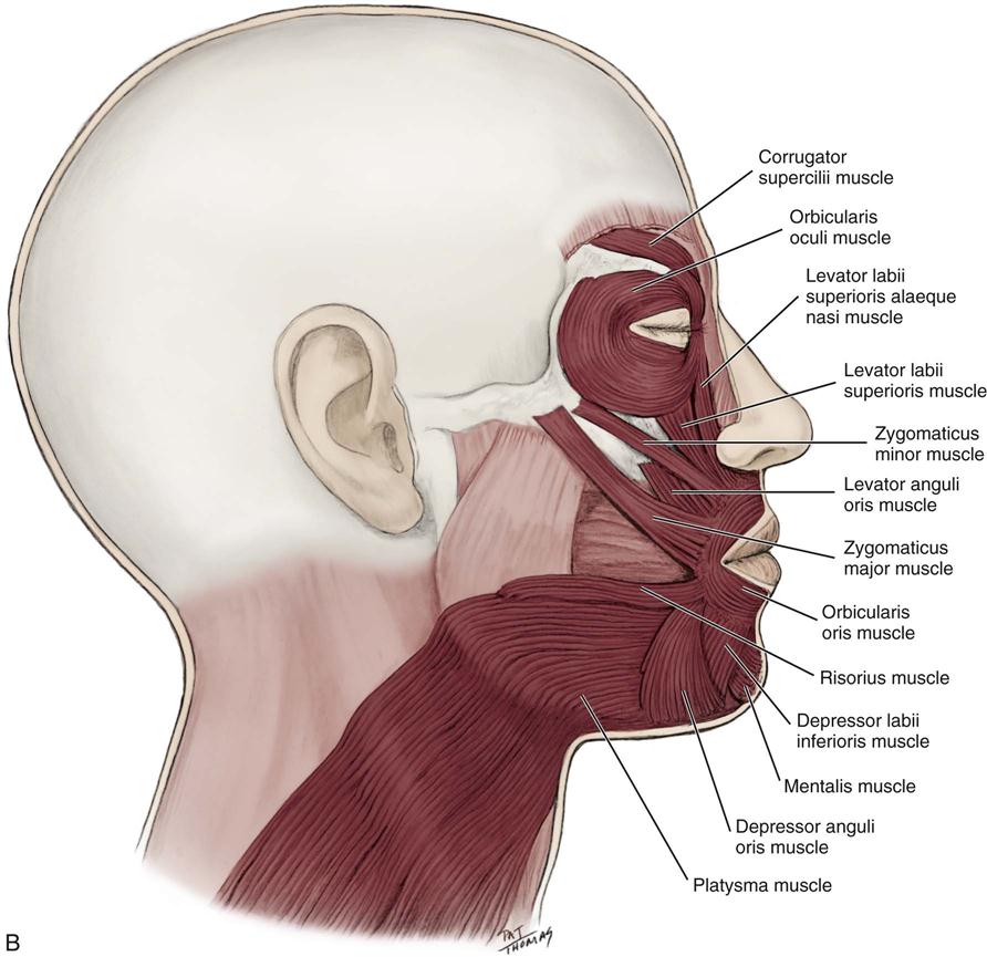 Facial Muscular System 7