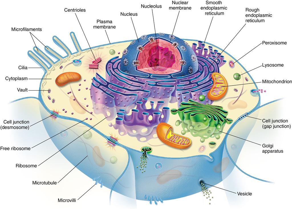 1. Development and structure of cells and tissues | Pocket Dentistry