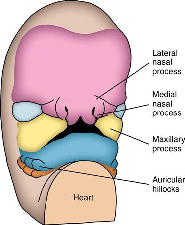 maxillary process embryology