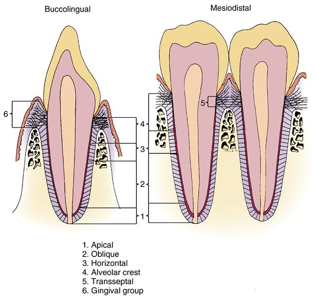 periodontal-ligament-fibers