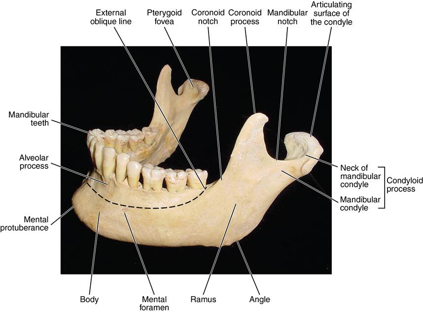mandibular condyle