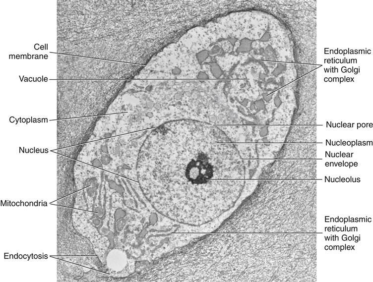 Animal Cell Electron Micrograph