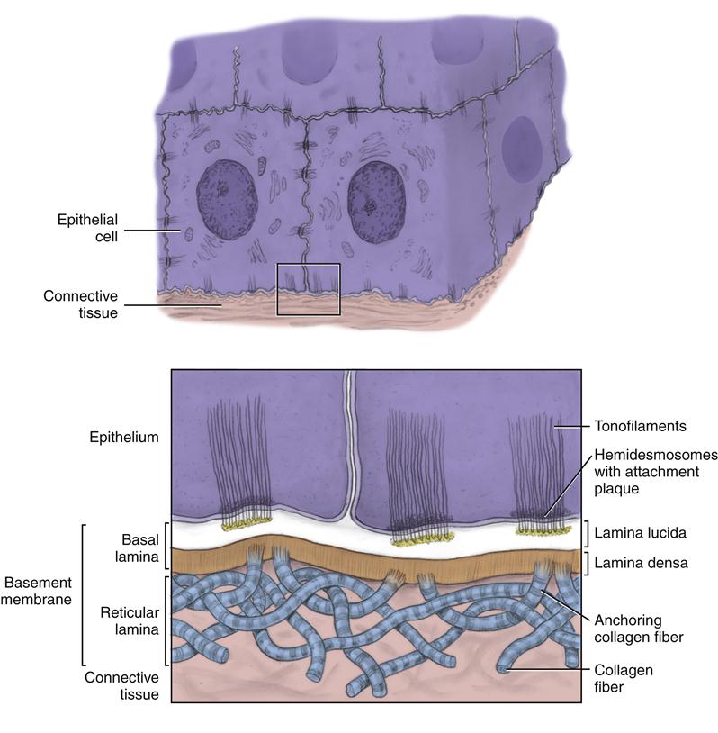 basal lamina vs basement membrane