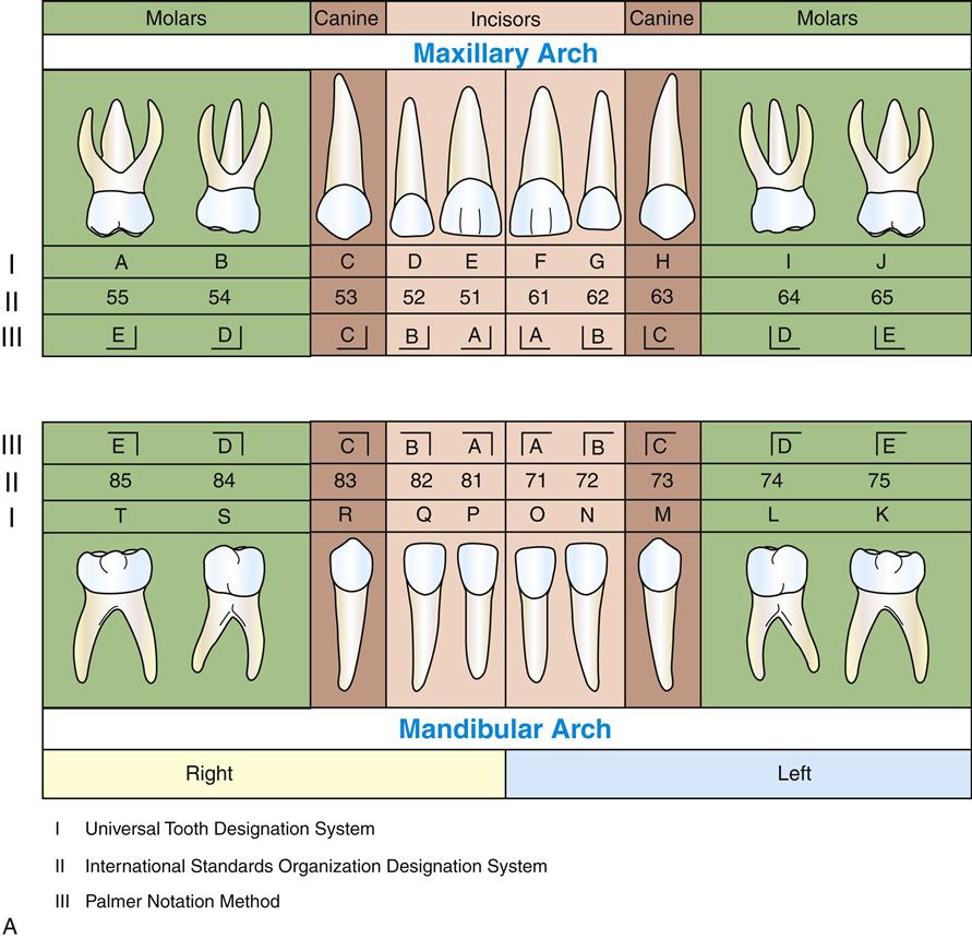 15 Overview Of The Dentitions Pocket Dentistry