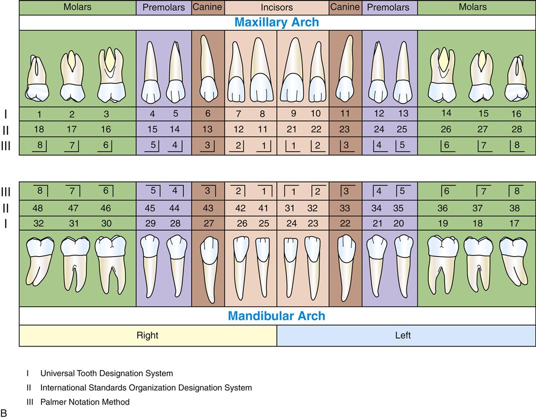 tooth numbering system palmer