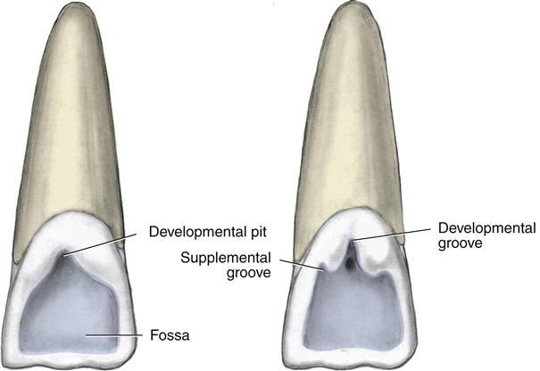 Anterior Teeth Anatomy