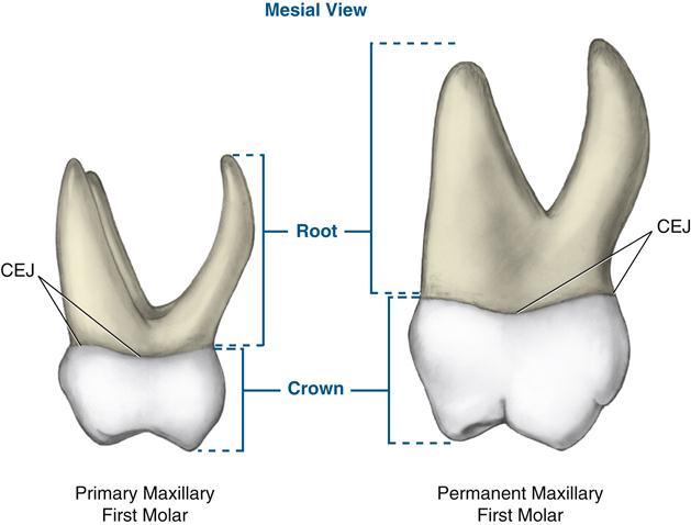 18-primary-dentition-pocket-dentistry