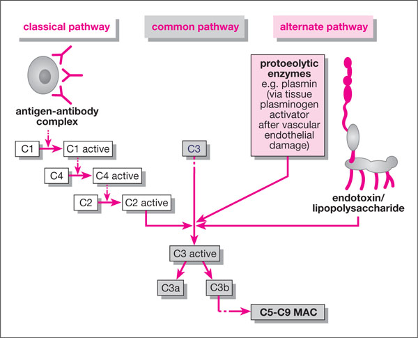 QE01_chapple_fig034.jpg