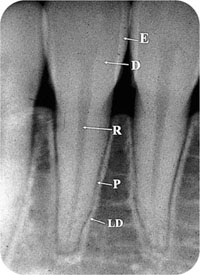 QE05_Horner_i-161_fig016a.jpg