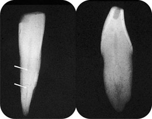 QE05_Horner_i-161_fig019.jpg