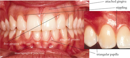 QE43-44_Chapple_fig187a.jpg