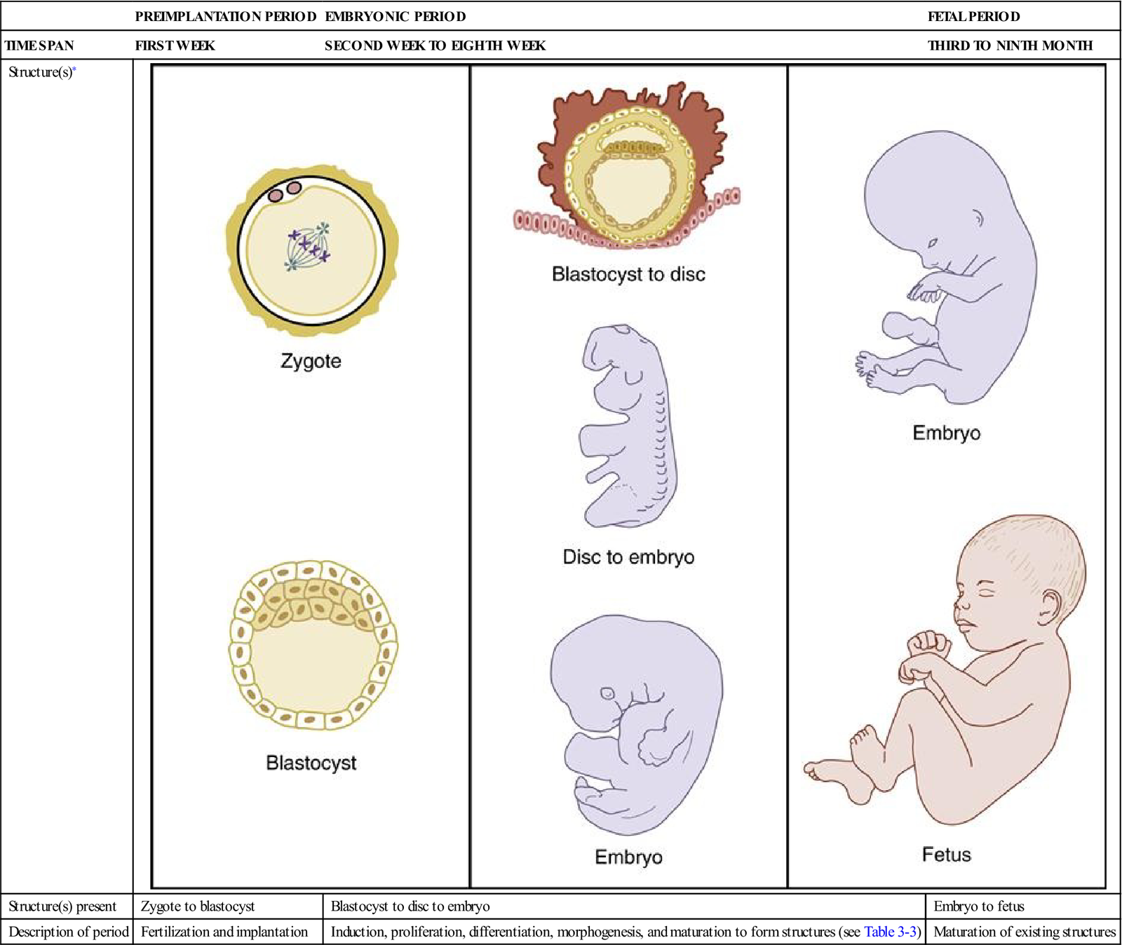 prenatal development order