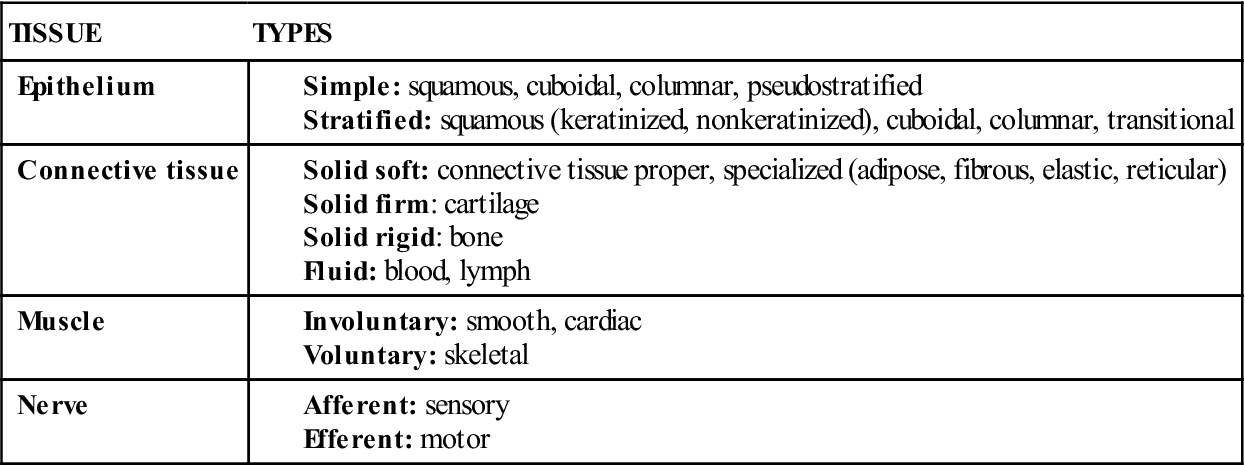 types of connective tissue chart