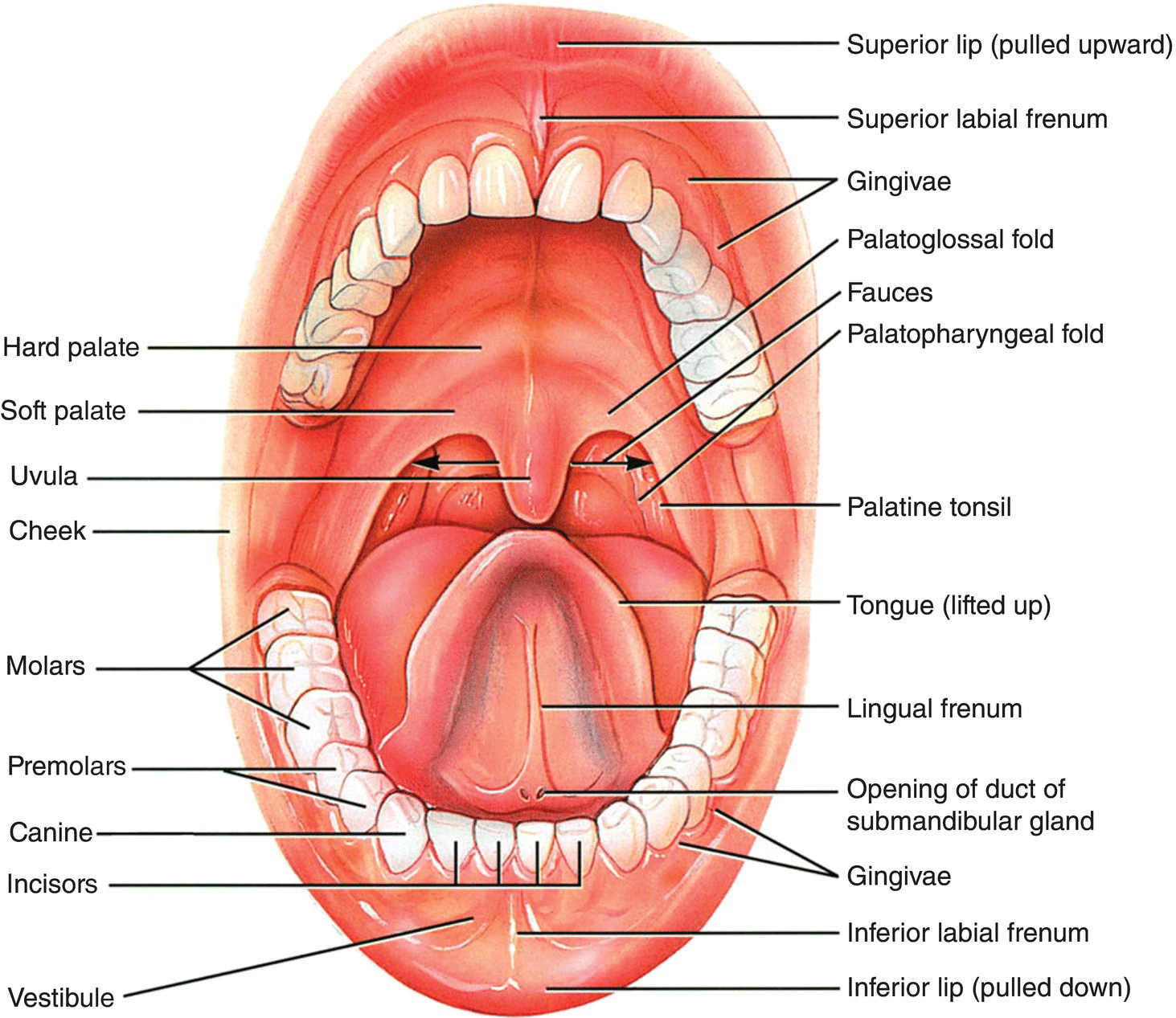 Image result for oral structure