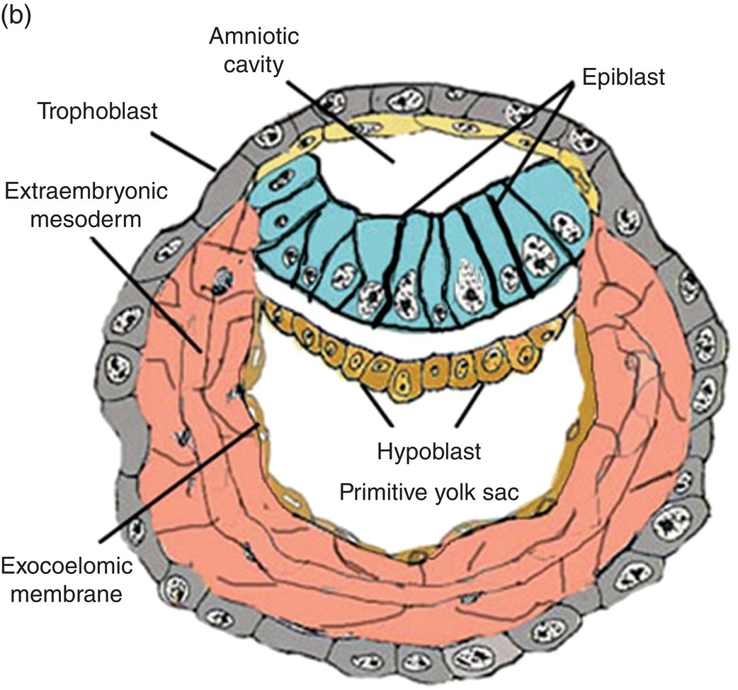 dorsal lip of blastopore nieuwkoop