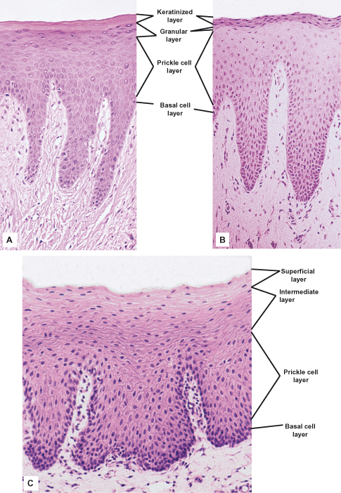 nonkeratinized stratified squamous epithelium mouth