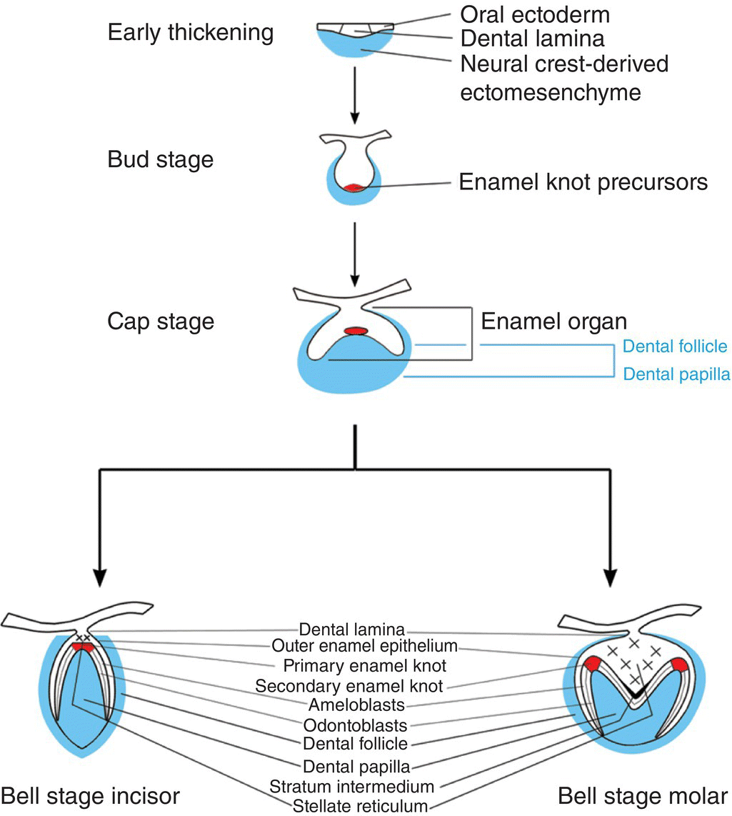 3: Tooth development